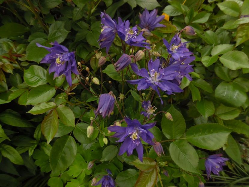  - 000 Mai in gradina