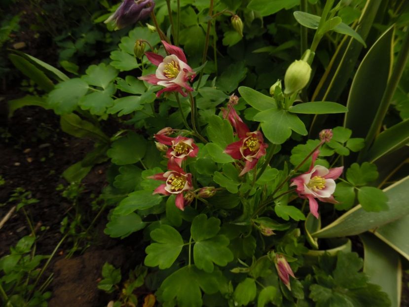  - 000 Mai in gradina