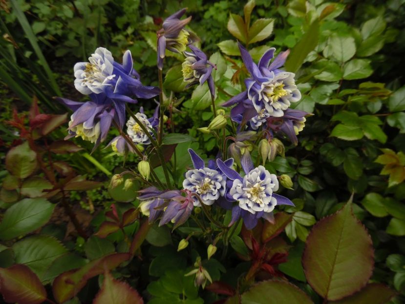  - 000 Mai in gradina