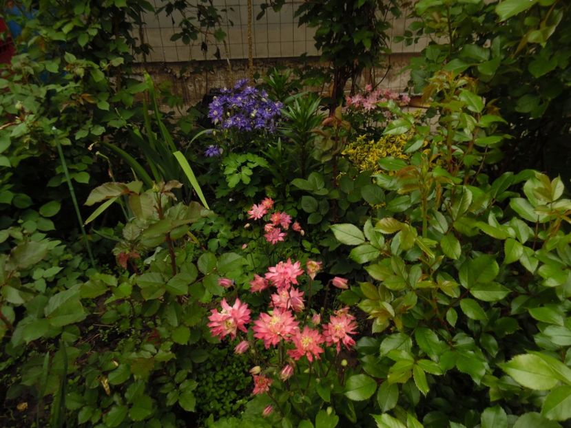  - 000 Mai in gradina