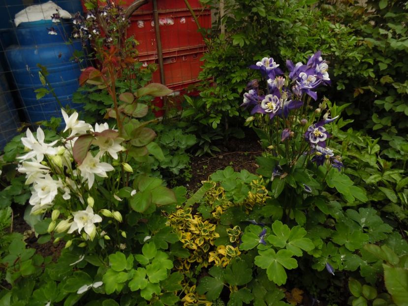  - 000 Mai in gradina