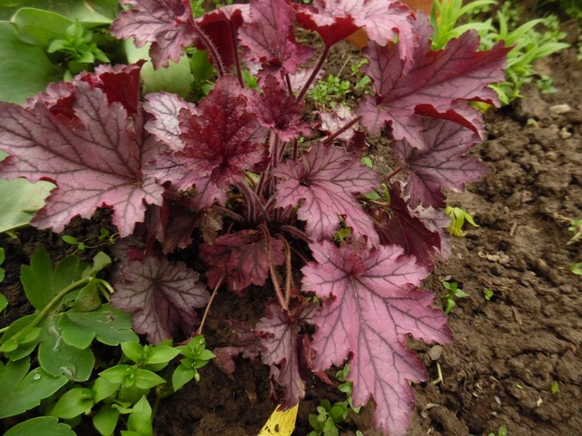  - 000 Mai in gradina