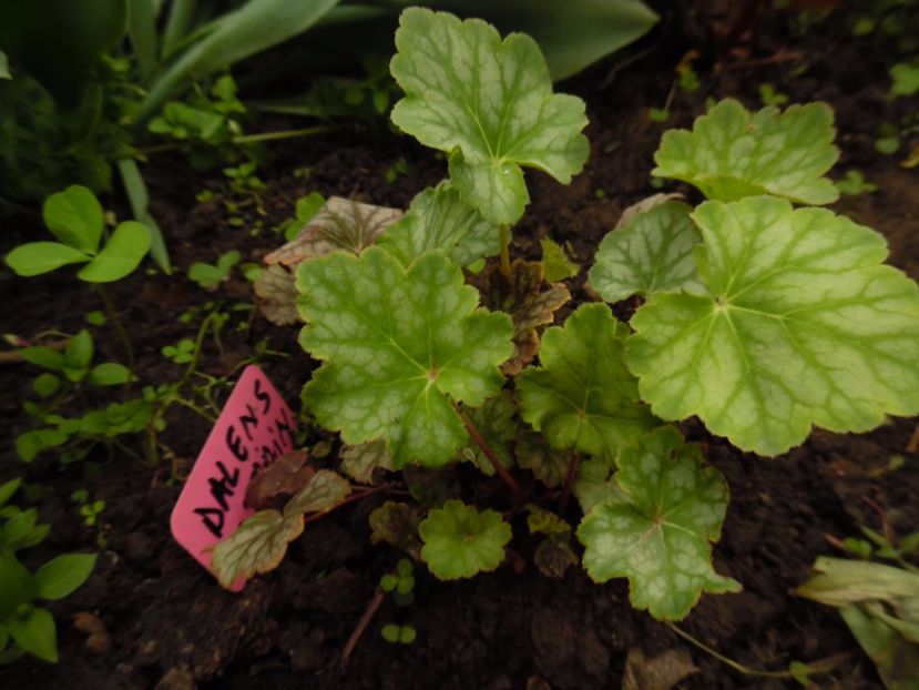  - 000 Mai in gradina