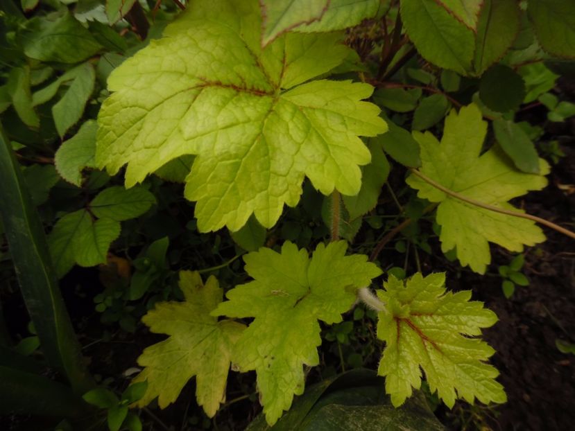  - 000 Mai in gradina