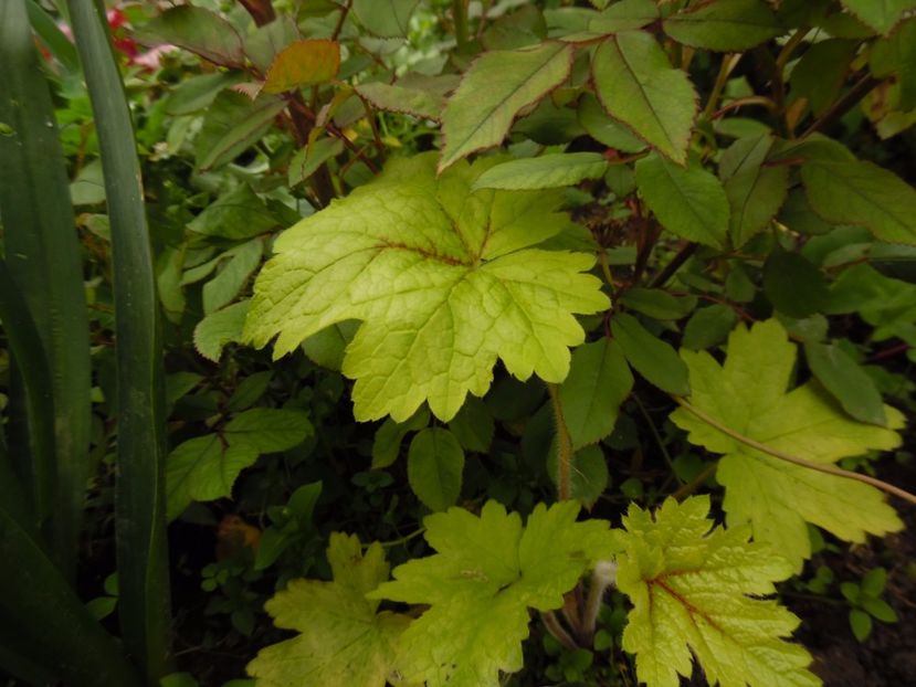  - 000 Mai in gradina