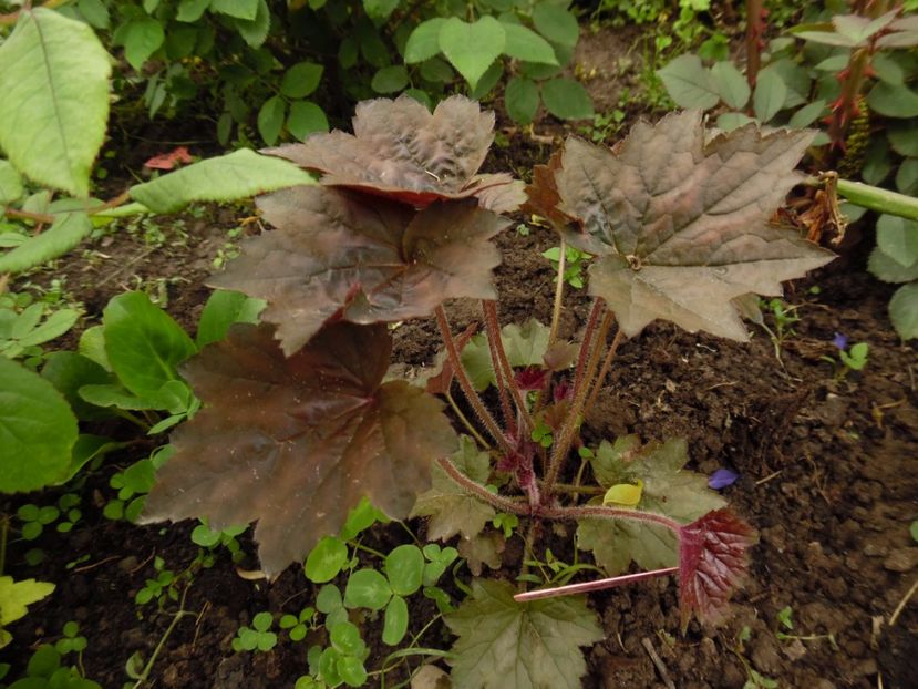  - 000 Mai in gradina