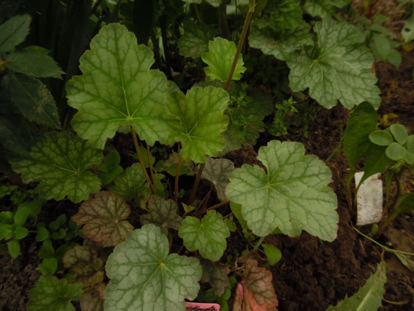  - 000 Mai in gradina