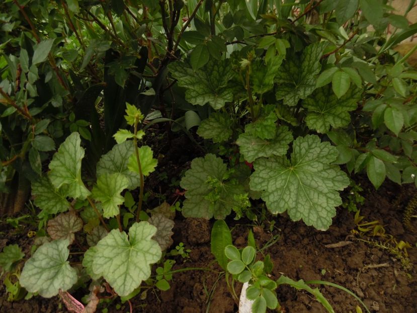  - 000 Mai in gradina