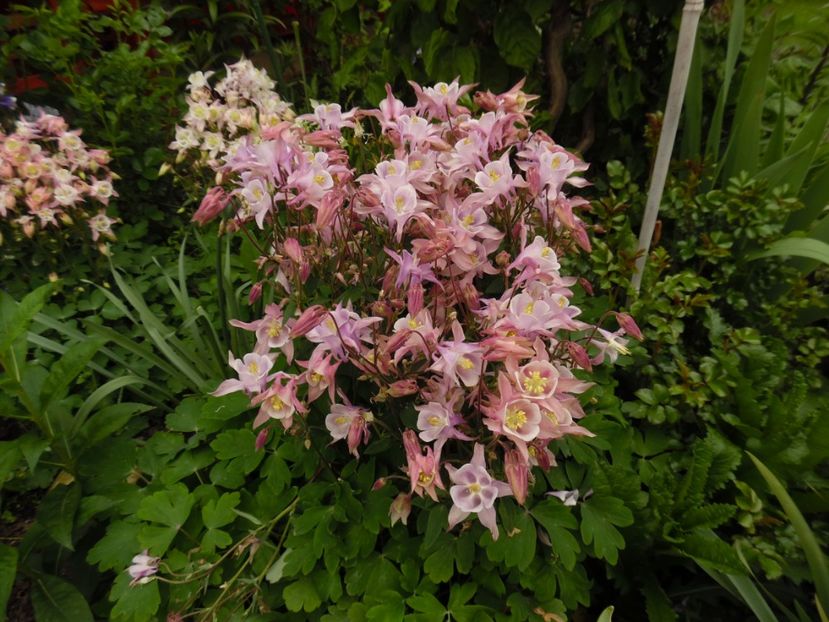  - 000 Mai in gradina