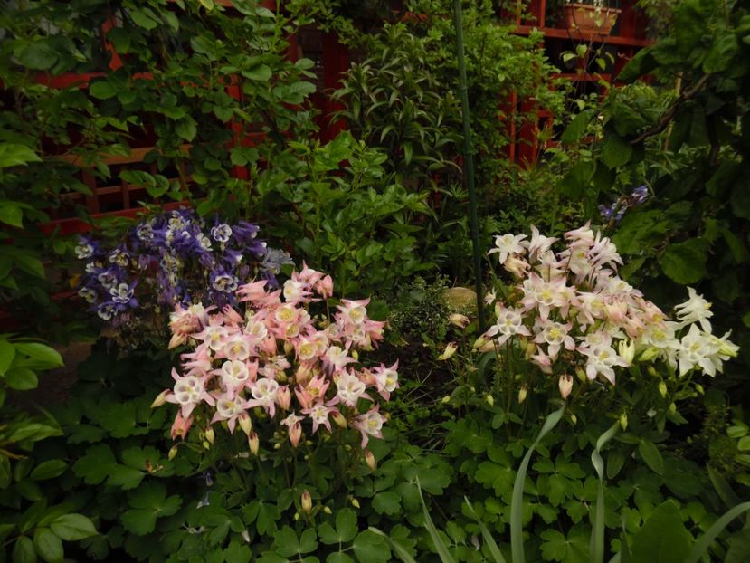  - 000 Mai in gradina