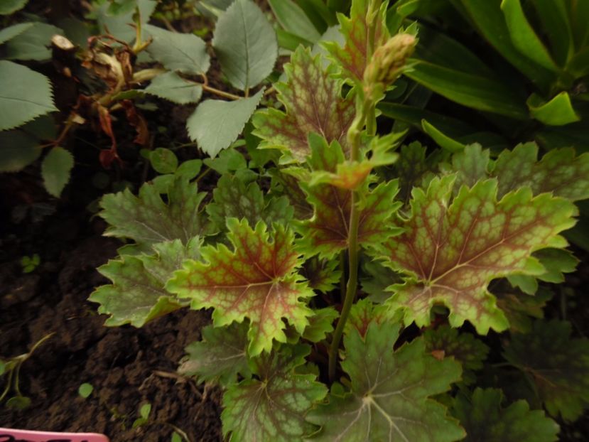 marvellous marble - 0 Heuchere