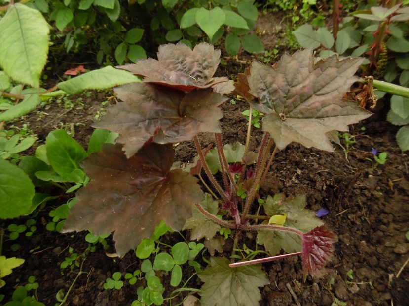 silver scrolls ????Nu pare ... - 0 Heuchere