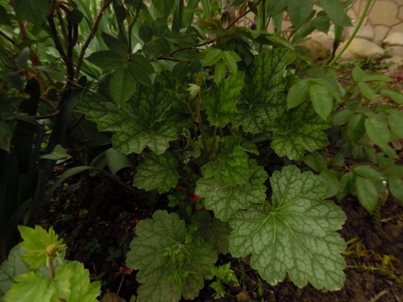 dale's strain - 0 Heuchere