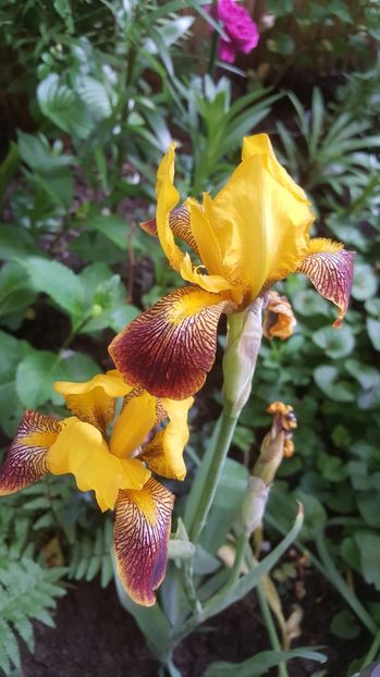 Water Colour - Irisi