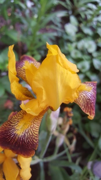 Water Colour - Irisi