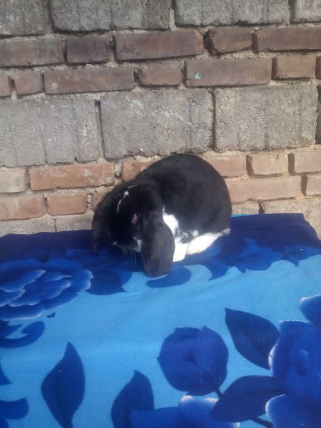  - FEMELA BG NEGRU MANTULAT