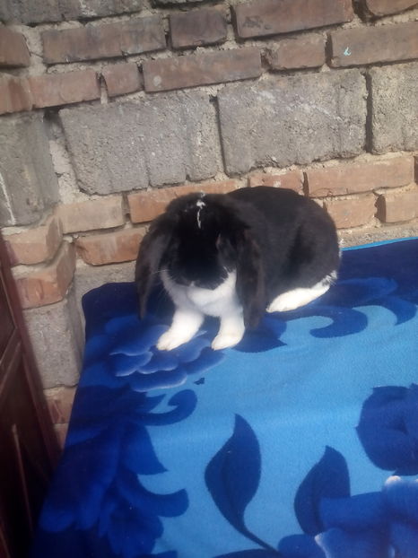  - FEMELA BG NEGRU MANTULAT