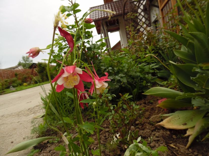 Pup Aurelia - 000 Mai in gradina