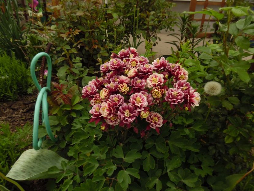 aquilegia-vulgaris-winky-double-red - 000 Mai in gradina