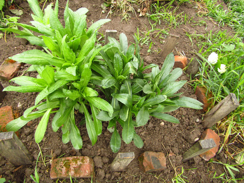 10 mai 2017 Odihneşte-te în pace Gigi ! - Gigel - soricel