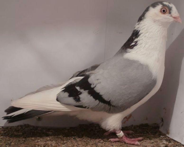  - porumbei provenienta Armando Turda