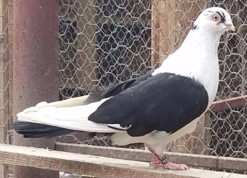  - porumbei provenienta Armando Turda