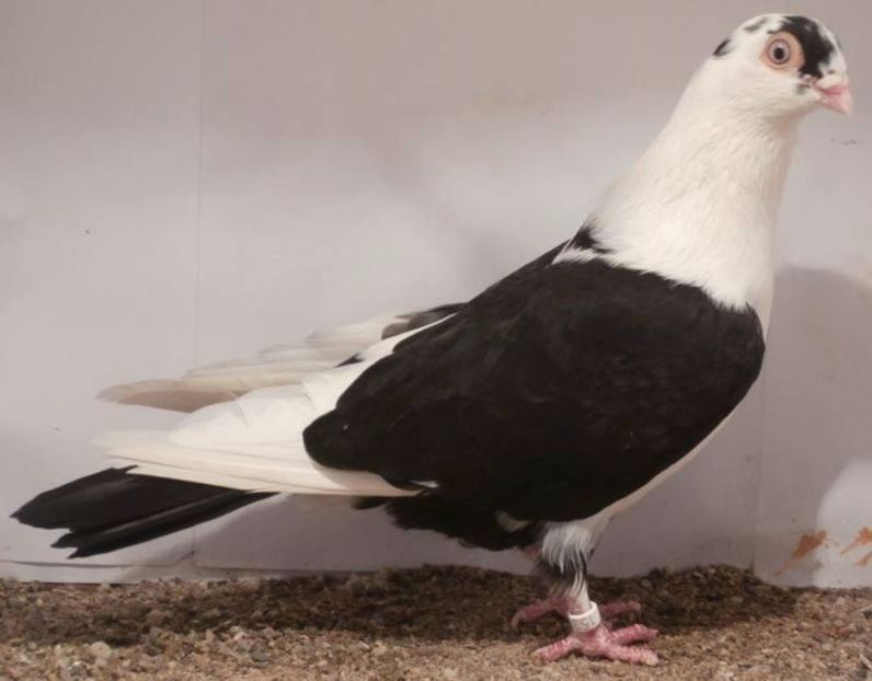  - porumbei provenienta Armando Turda