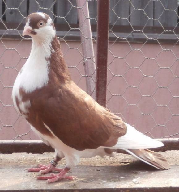  - porumbei provenienta Armando Turda