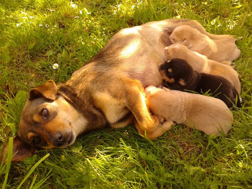 Fotografie0568 - AAAAAAAAA__DIVA_OSMI URMASUL LUI OSMAN IN MEMORIAM