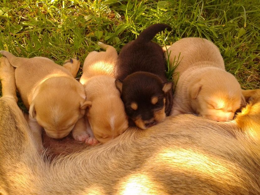 Fotografie0564 - AAAAAAAAA__DIVA_OSMI URMASUL LUI OSMAN IN MEMORIAM