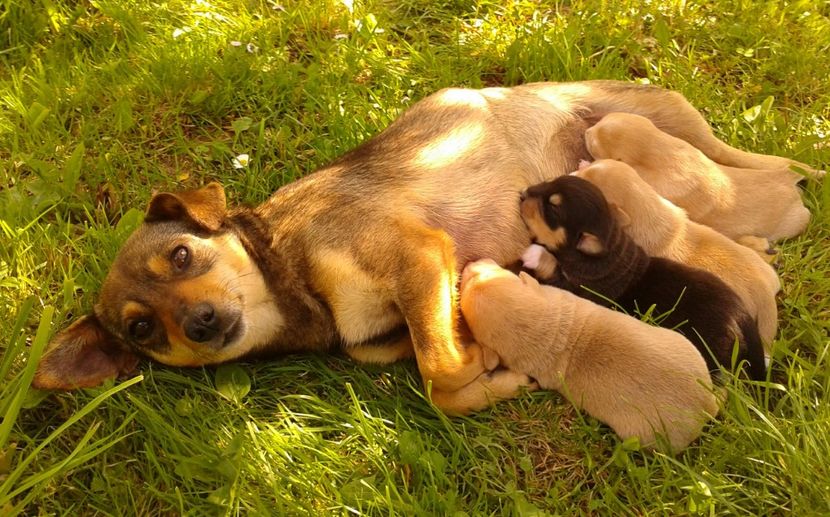  - AAAAAAAAA__DIVA_OSMI URMASUL LUI OSMAN IN MEMORIAM