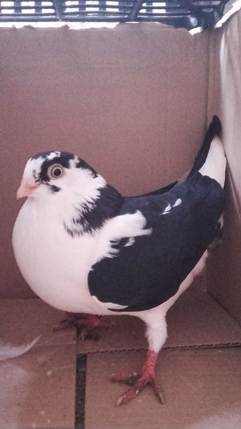  - porumbei provenienta Cosmin Nadasan