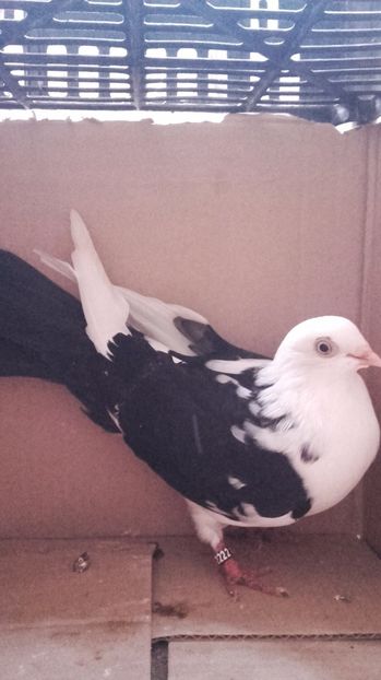  - porumbei provenienta Cosmin Nadasan