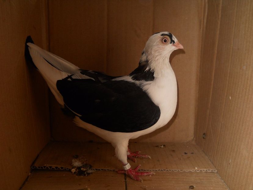  - porumbei provenienta Cosmin Nadasan