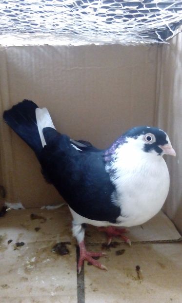  - porumbei provenienta Cosmin Nadasan