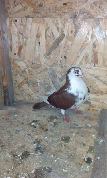  - porumbei provenienta Costel Hotnog