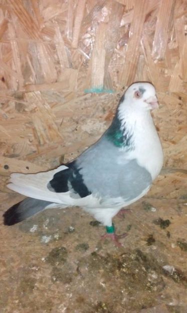  - porumbei provenienta Sorin Cotmeanu