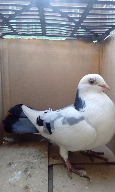  - porumbei provenienta Sorin Cotmeanu