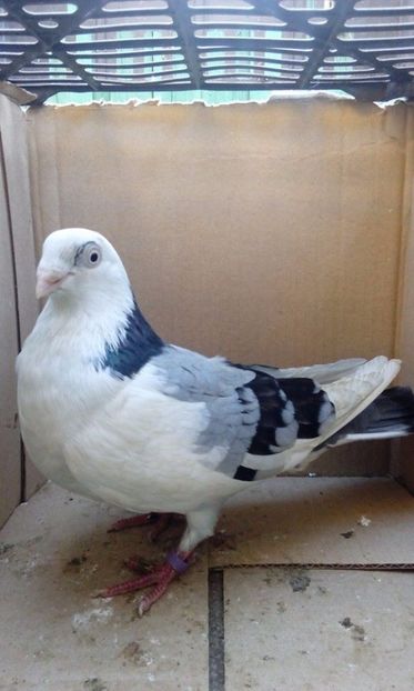  - porumbei provenienta Sorin Cotmeanu