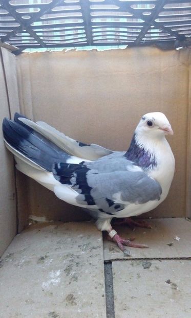  - porumbei provenienta Sorin Cotmeanu