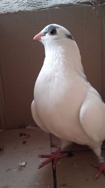  - porumbei provenienta Sorin Cotmeanu