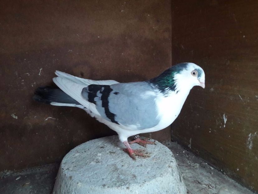  - porumbei provenienta Sorin Cotmeanu