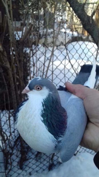  - porumbei provenienta Alexe Ionut