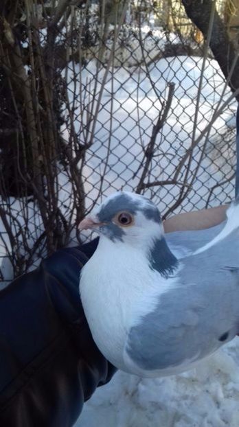  - porumbei provenienta Alexe Ionut