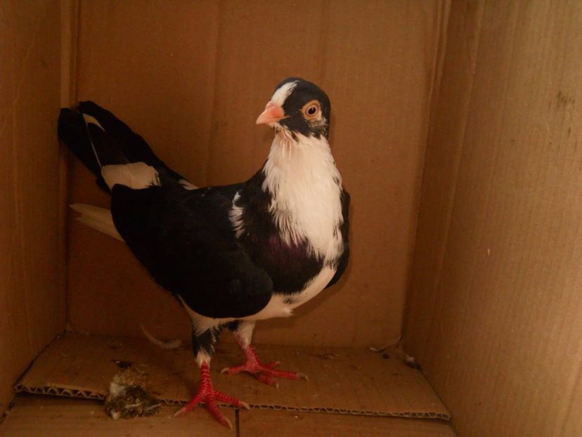  - porumbei provenienta Catalin GR