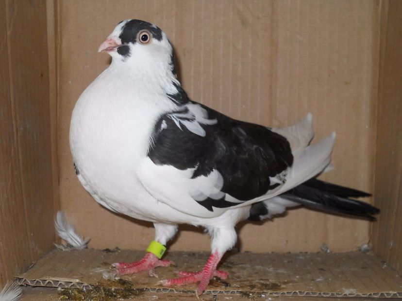  - porumbei provenienta Catalin GR