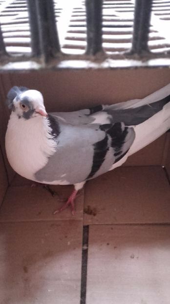  - porumbei provenienta Catalin GR