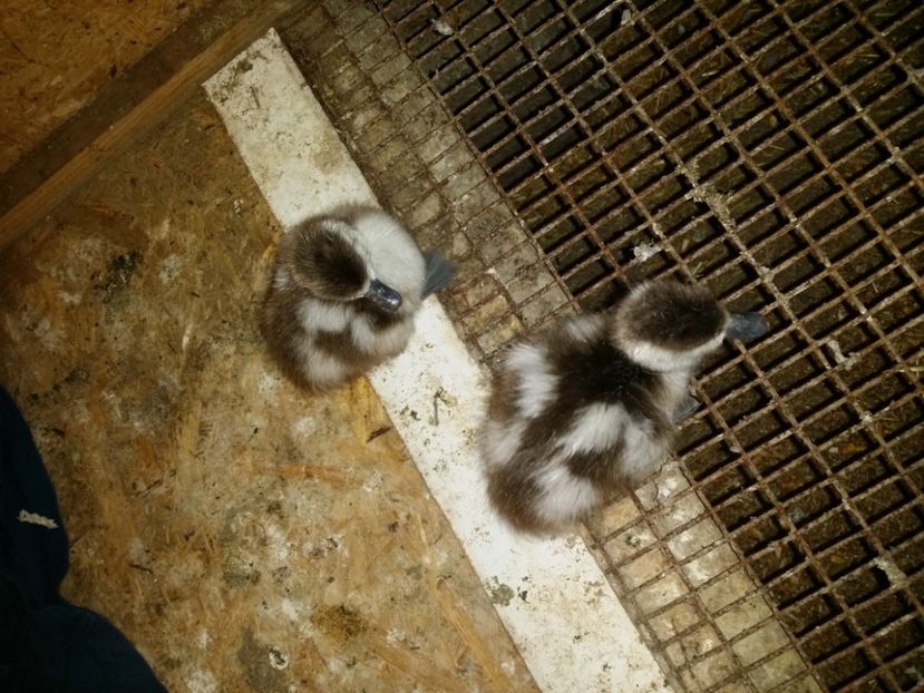 În sfârşit 2 bobocei - califar african