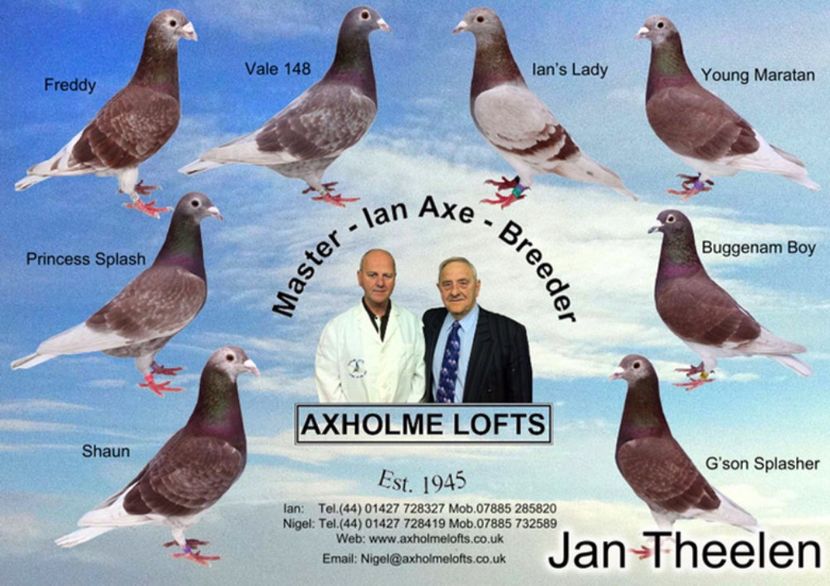 theelen_pigeon - Dinastia Theelen