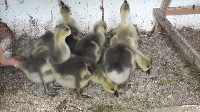  - 3 Boboci de gasca Africana 2017